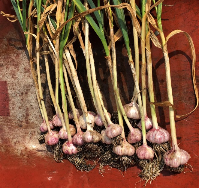 a large bunch of fresh garlic bulbs with roots and stems on a red metal background