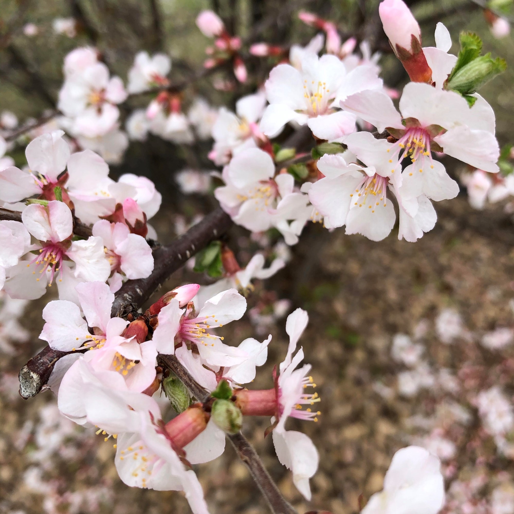 light pink and white apple blossoms