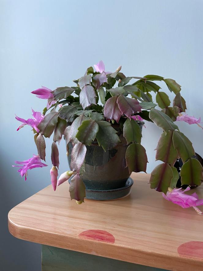 pink blossoms on a small green Christmas cactus with pot sitting on painted pine table