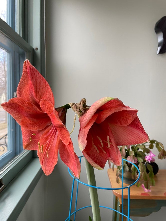 two open amaryllis buds