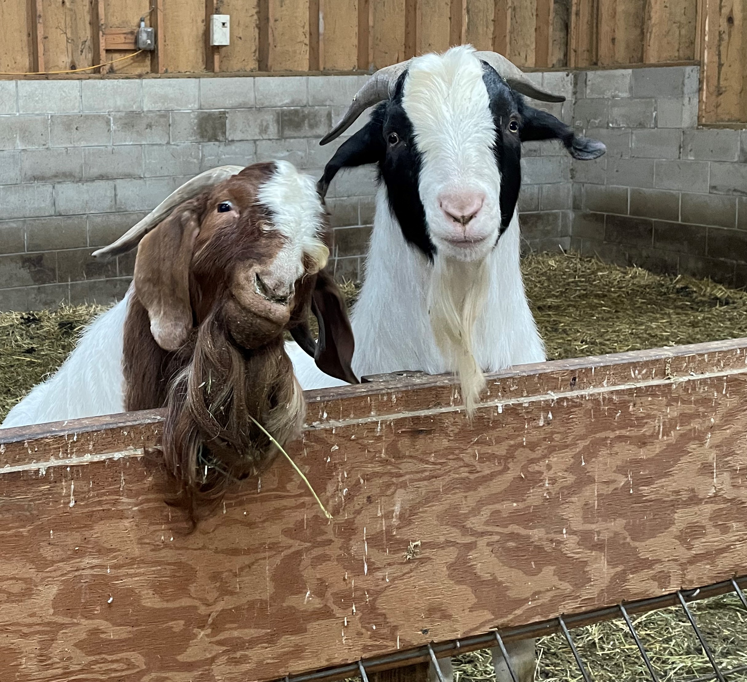 two billy goats in a barn