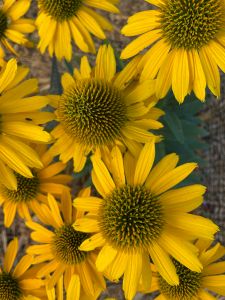 yellow cone flowers