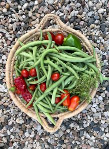 flat straw basket setting on gravel and holding green beans, tomatoes, red peppers and a spring of thyme