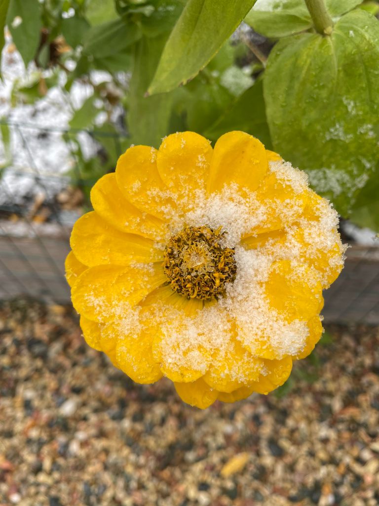 yellow zinnia with snow