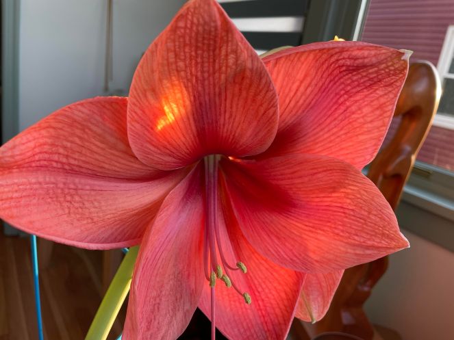 large deep coral colored amaryllis