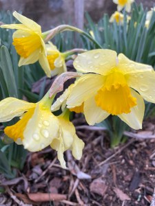 daffodils in the garden with raindrops