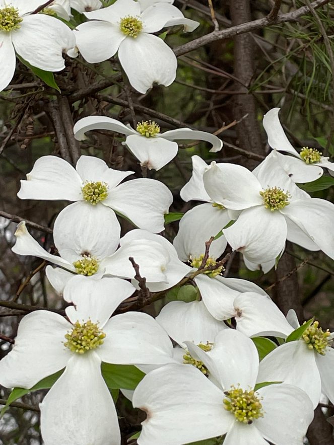 white dogwood blossoms in full bloom