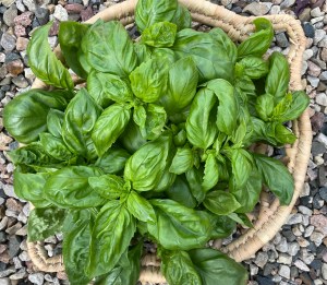 a round basket filled with bright green basil leaves