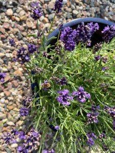 close up of lavender with a bee on a bloom in a blue pot sitting in river gravel