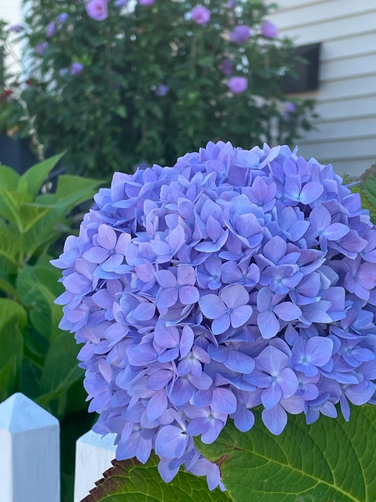 blue hydrangea, green leaves and white fence