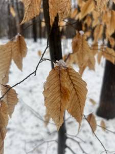 branches of yellow leaves against snowy backdrop
