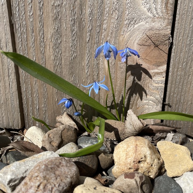 Small blue flower nestled in a rock bed with rough board fence background