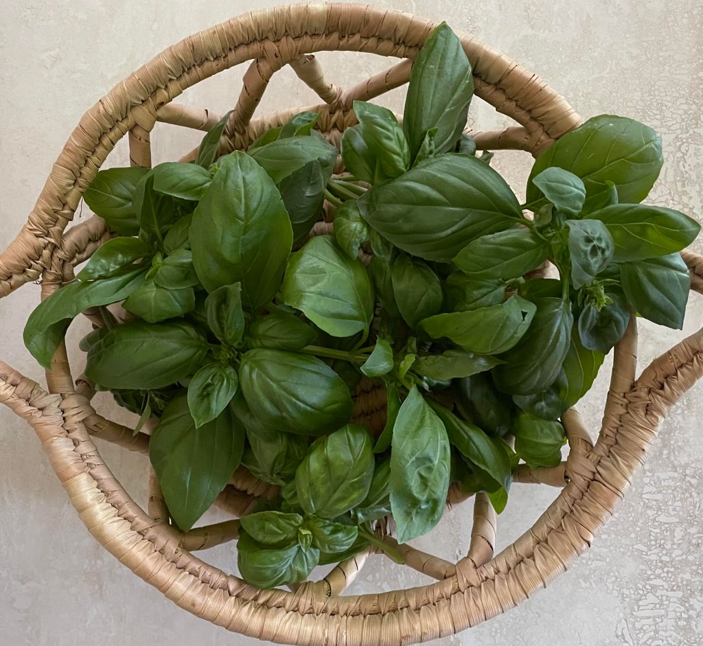 straw basket with many sprigs of fresh basil