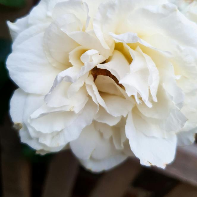 a single white peony