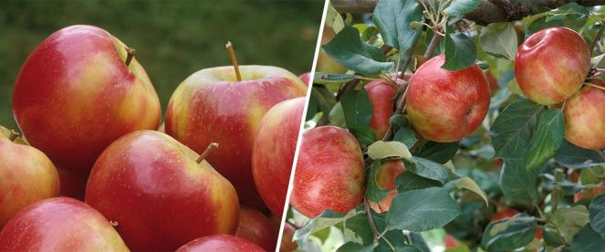photo from the University of Minnesota shows two frames on the left red and yellow honeycrisp apples on the right honeycrisp apples on the tree with green leaves