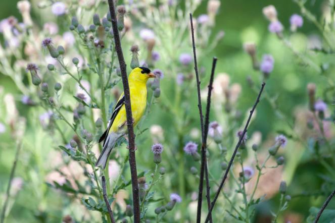 bright colored goldfinch on twig with purple and green thistles in the background