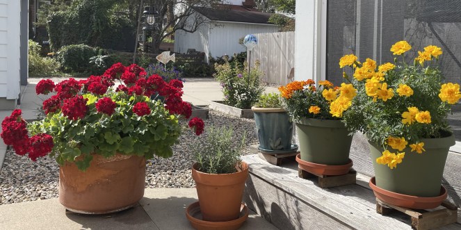 large terra cotta pot filled with geraniums on the left and two green pots with marigolds on the right