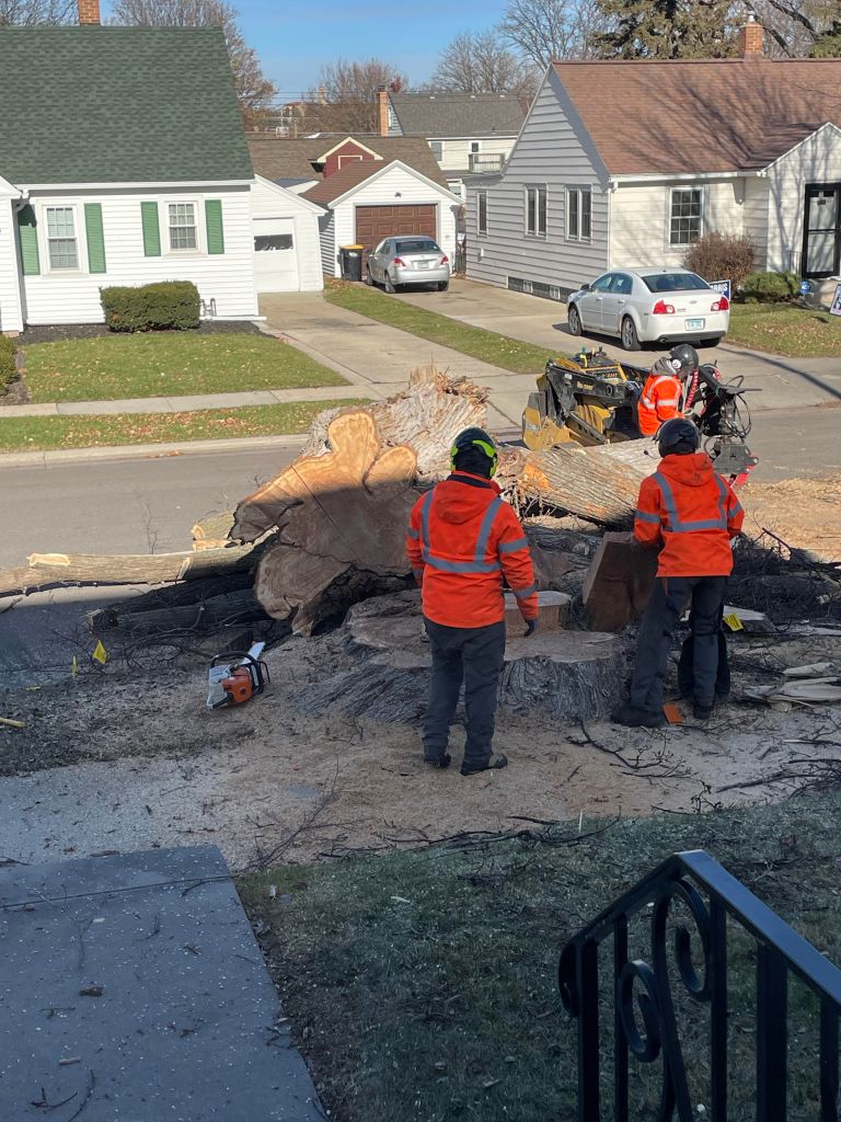 two workers in orange jackets and hard hats surveying downed tree