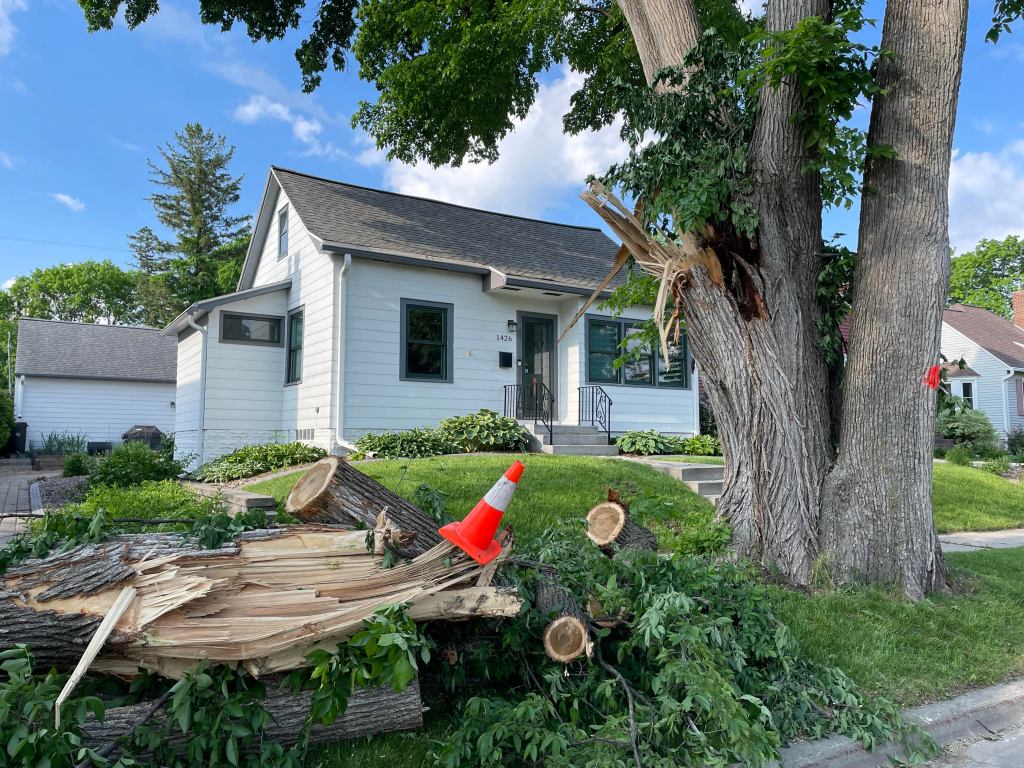 large tree with orange dot and splintered wood pile in the foreground with a small white house and blue sky in the background