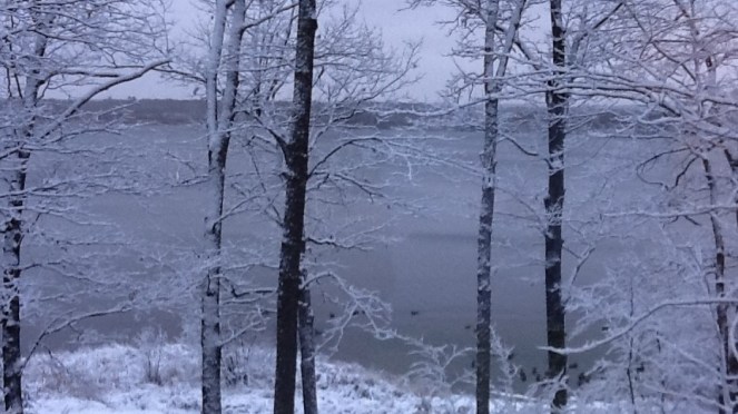geese on open water with snowy trees in foreground