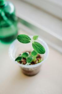 small cucumber plant in plastic cup, white background