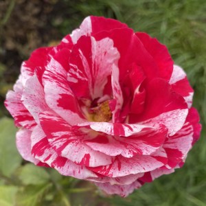red and white rose with greenery in the background
