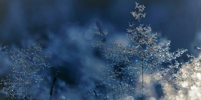 deep blue background with frosted plants in the foreground