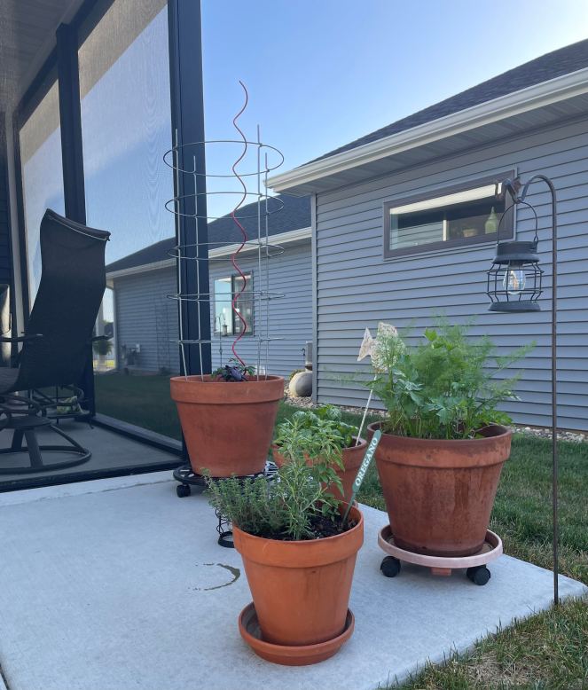 terra cotta pots with herbs sitting on concrete patio