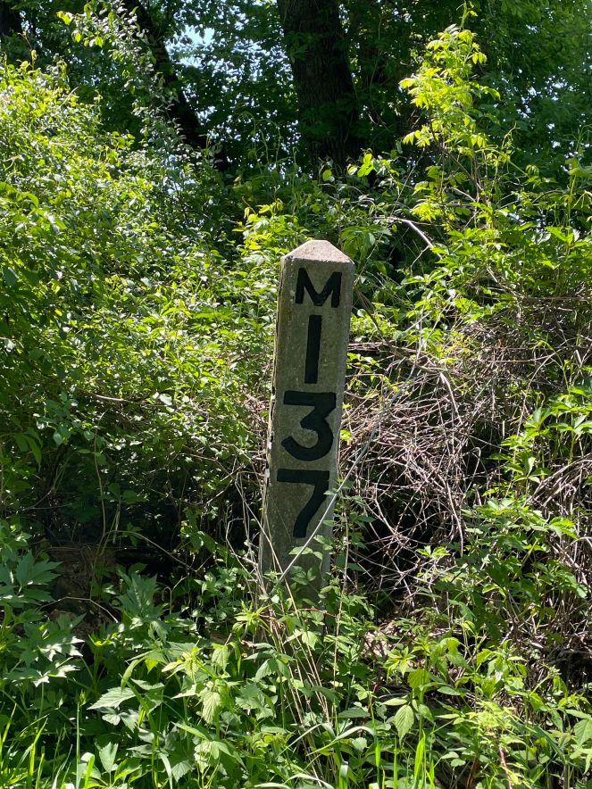 concrete mile post reading M137 nestled in green undergrowth